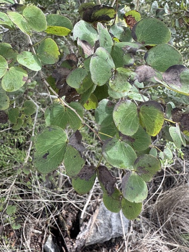 Lysiphyllum hookeri, photograph 6
