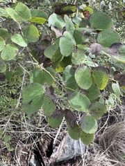 Lysiphyllum hookeri, photograph (c) Caleb Catto, some rights reserved (CC BY)