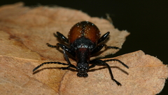 Ecnolagria rufescens