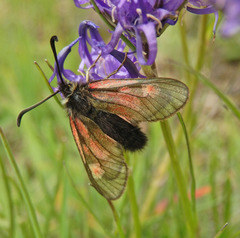 Zygaena exulans