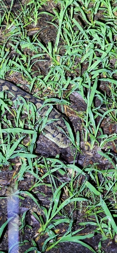 Coastal Carpet Python sighting