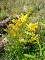 Solidago gigantea
