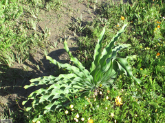 Boophone haemanthoides