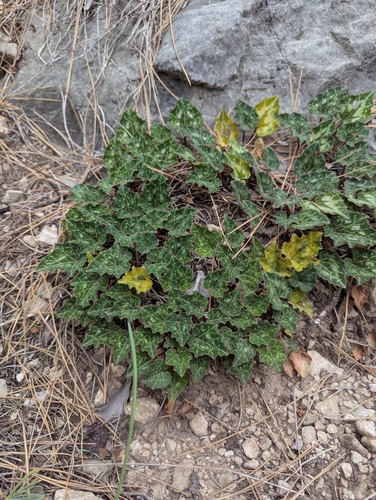 Image of Cyclamen maritimum by no rights reserved