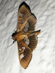 Phostria oajacalis