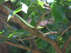 Dendrelaphis marenae