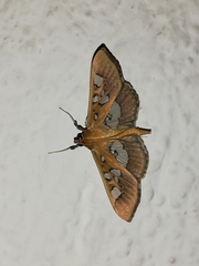 Phostria oajacalis