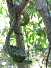 Trimeresurus flavomaculatus