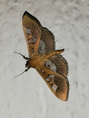 Phostria oajacalis