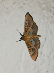 Phostria oajacalis