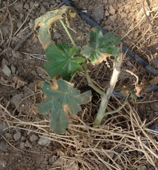 Ricinus communis