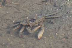 Macrophthalmidae