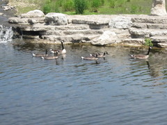 Branta canadensis