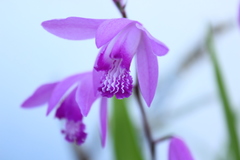 Bletilla striata