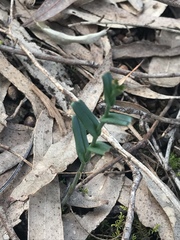Pterostylis melagramma