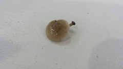 Mycena carmeliana