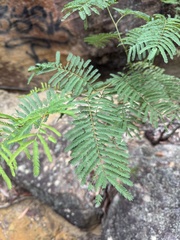 Acacia parvipinnula