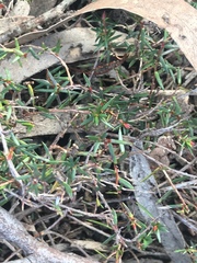 Hibbertia acicularis