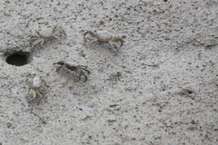 Macrophthalmus definitus