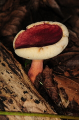 Gyroporus purpurinus