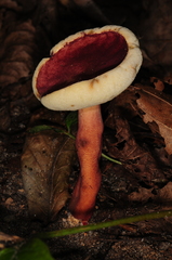 Gyroporus purpurinus