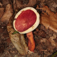 Gyroporus purpurinus