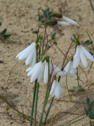 Image of Acis trichophylla by no rights reserved