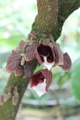 Aristolochia arborea