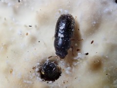 Sulcacis fronticornis