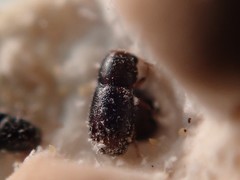 Sulcacis fronticornis