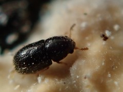 Sulcacis fronticornis