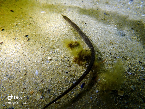 Medium-snouted pipefish (Vanacampus phillipi) — Syngnathidae