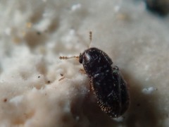 Sulcacis fronticornis