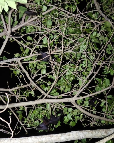 Island Flying Fox