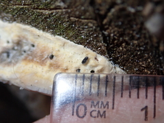 Sulcacis fronticornis