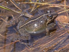 Montane Frog photo 2