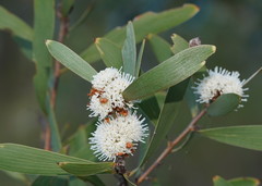 Hakea benthamii