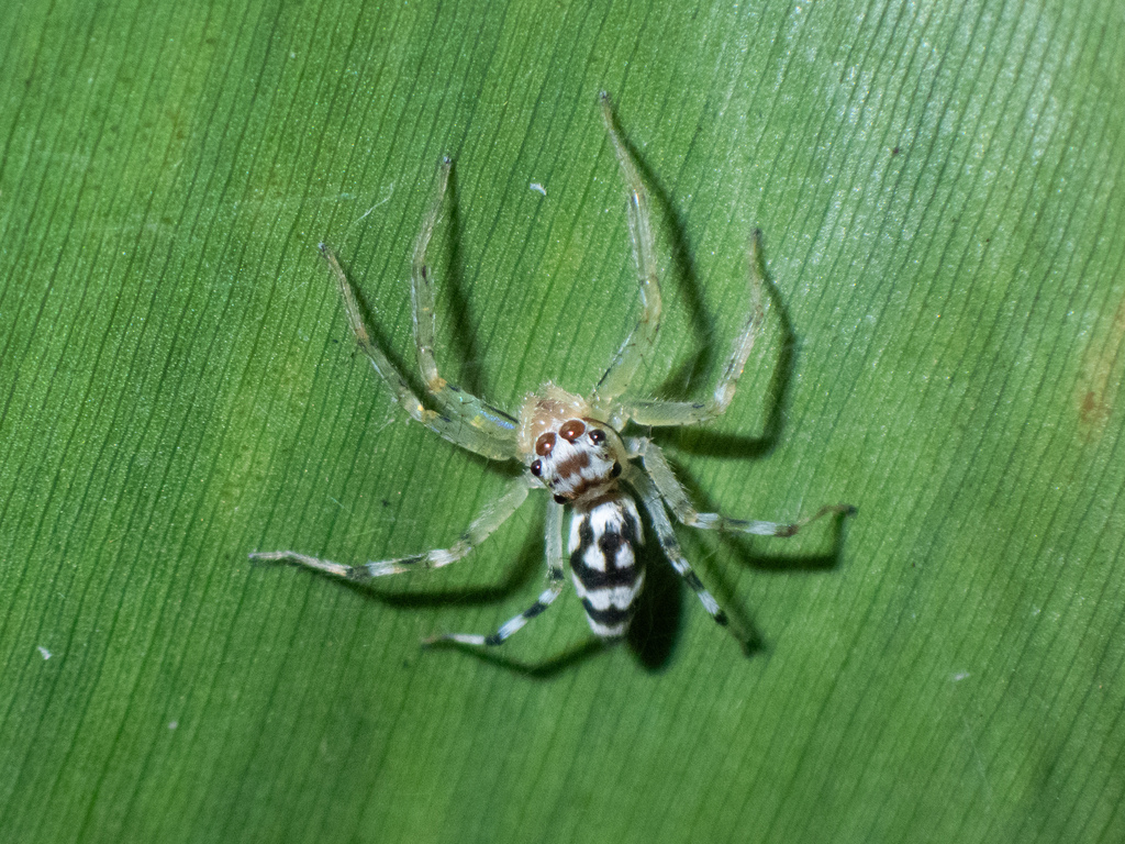 Araneotanna ornatipes