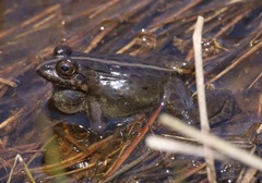 Montane Frog photo 3