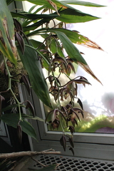 Catasetum saccatum