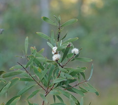 Hakea benthamii