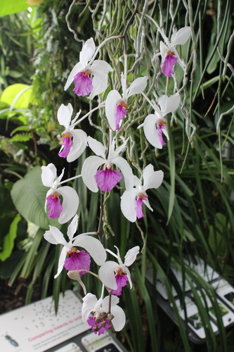 Holcoglossum