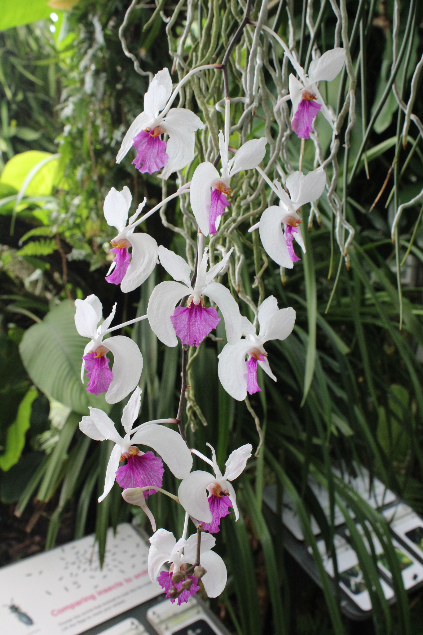 Holcoglossum