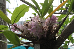 Dendrobium bracteosum