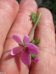 Pelargonium hirtum