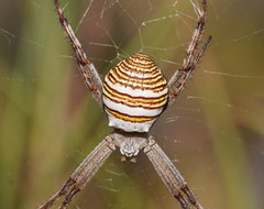 Argiope magnifica