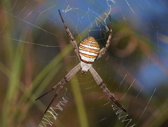Argiope magnifica