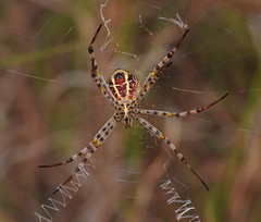Argiope magnifica