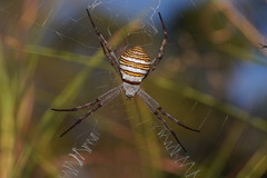 Argiope magnifica