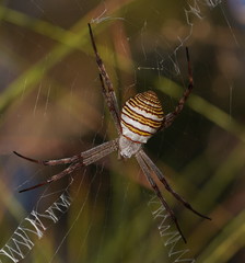 Argiope magnifica